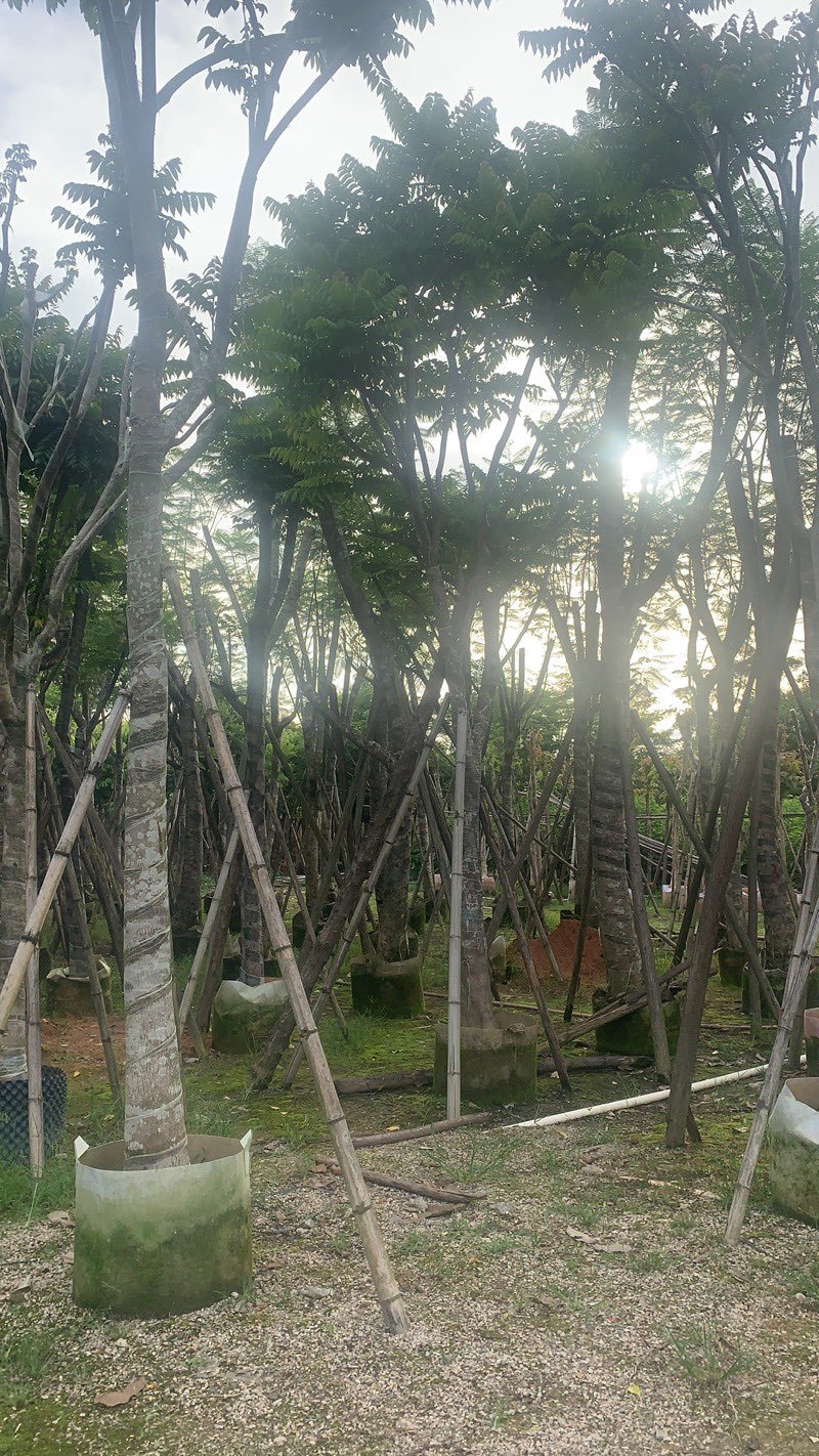 麻棟8-18大量骨架现货欢迎咨询