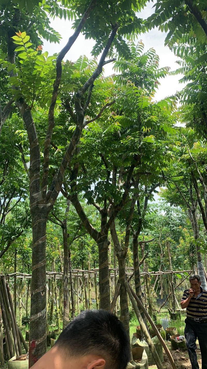麻棟8-18大量骨架现货欢迎咨询