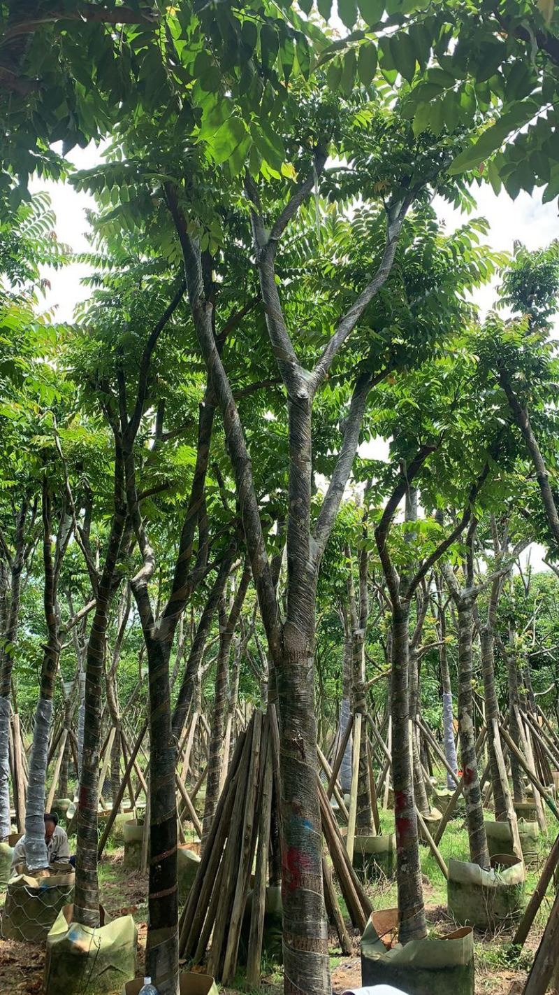 麻棟8-18大量骨架现货欢迎咨询
