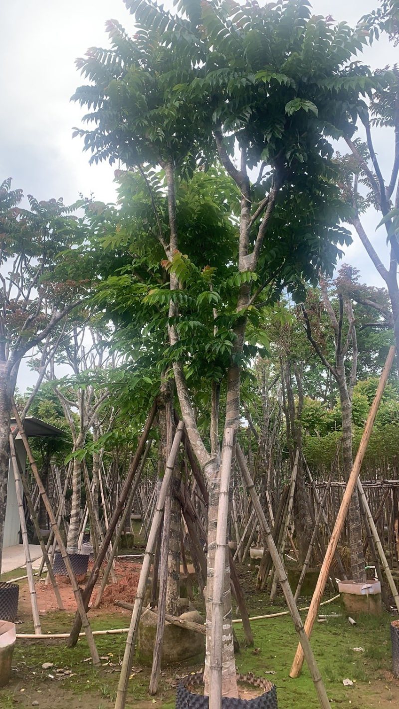 麻棟8-18大量骨架现货欢迎咨询
