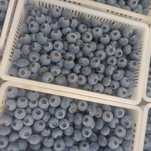 薄雾蓝莓