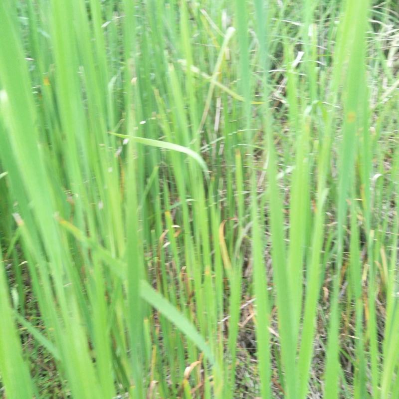 香蒲，嫩叶作牧草，高产，老叶可搭建草屋棚，味清香怡人！！