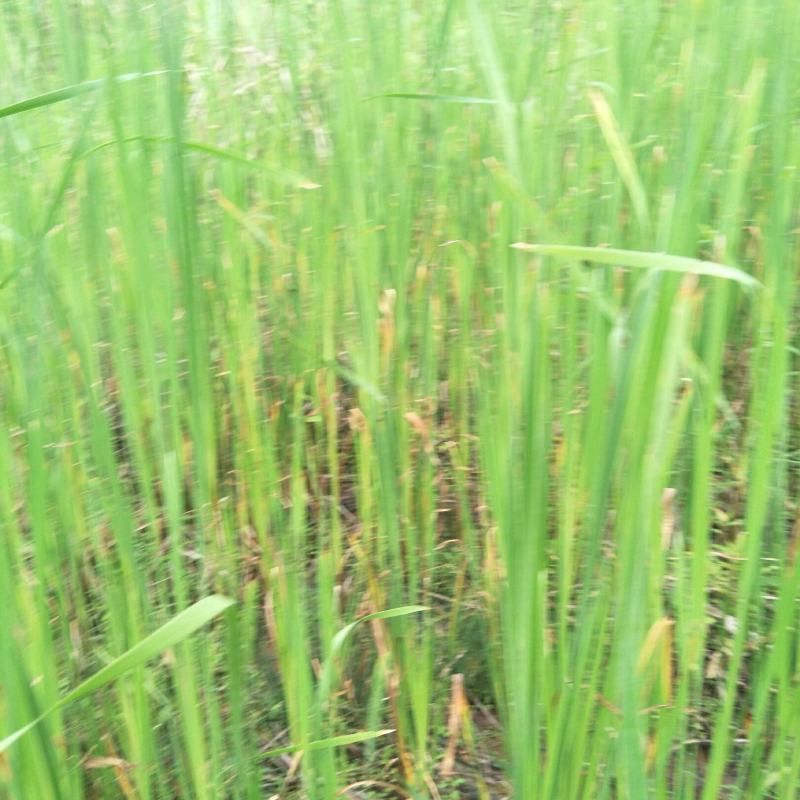 香蒲，嫩叶作牧草，高产，老叶可搭建草屋棚，味清香怡人！！