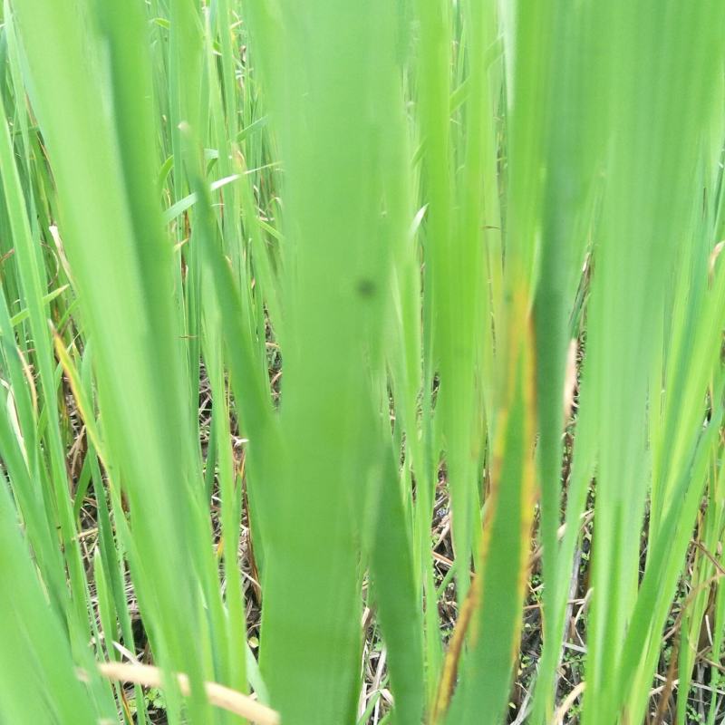 香蒲，嫩叶作牧草，高产，老叶可搭建草屋棚，味清香怡人！！