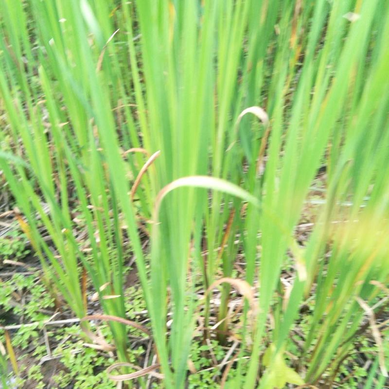 香蒲，嫩叶作牧草，高产，老叶可搭建草屋棚，味清香怡人！！