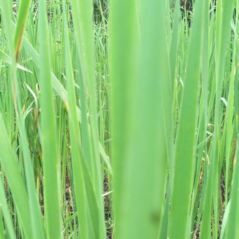 香蒲，嫩叶作牧草，高产，老叶可搭建草屋棚，味清香怡人！！