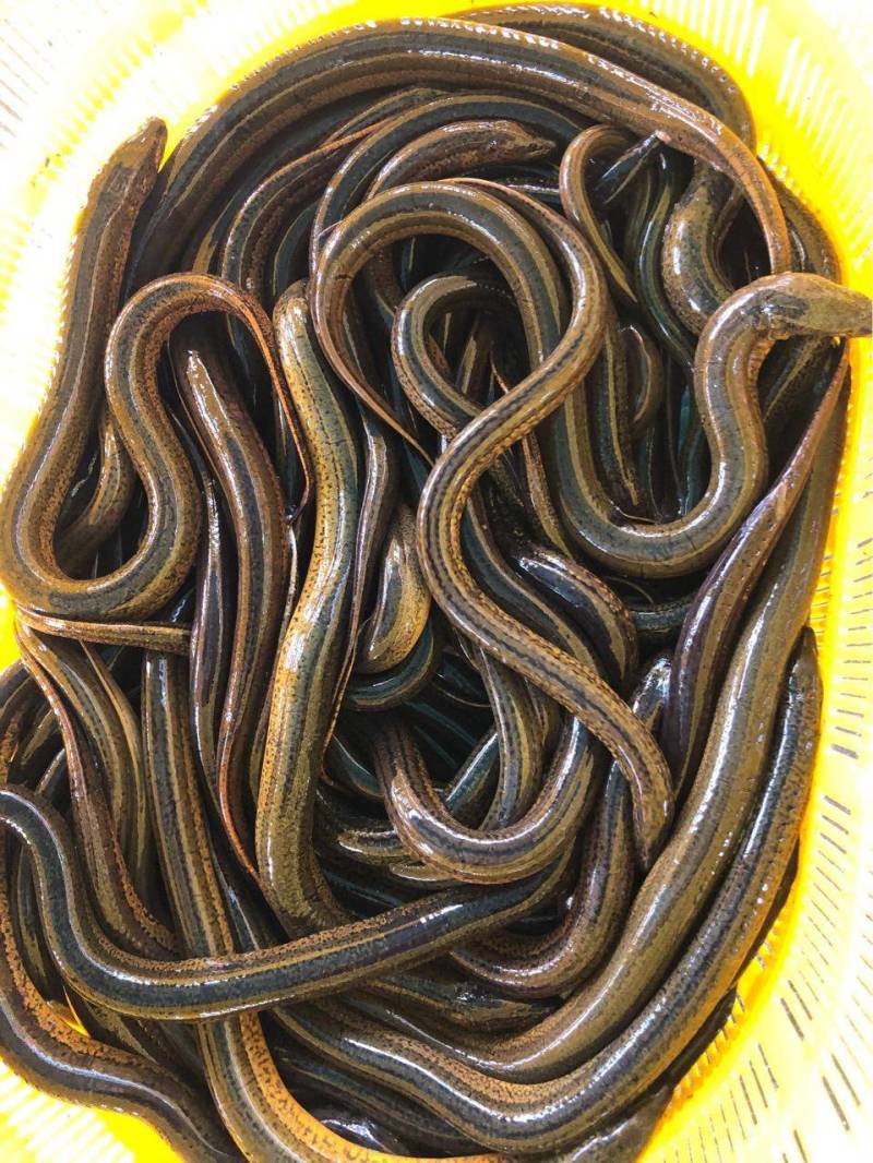 黄鳝鱼苗，黄鳝常生活在稻田、小河、小溪、池塘、河渠、湖泊