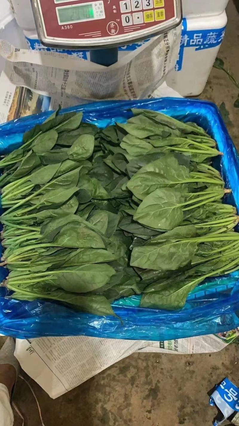 菠菜精品菠菜供应大叶菠菜，各种规格包装支持，代发全国
