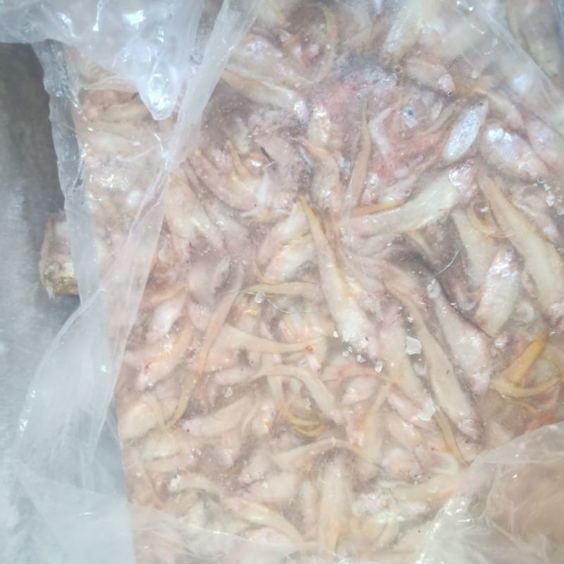 毛刀鱼，小毛刀鱼