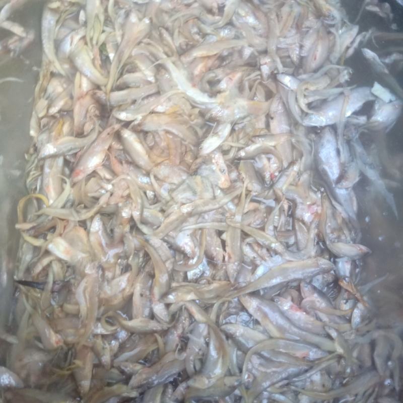 毛刀鱼，小毛刀鱼