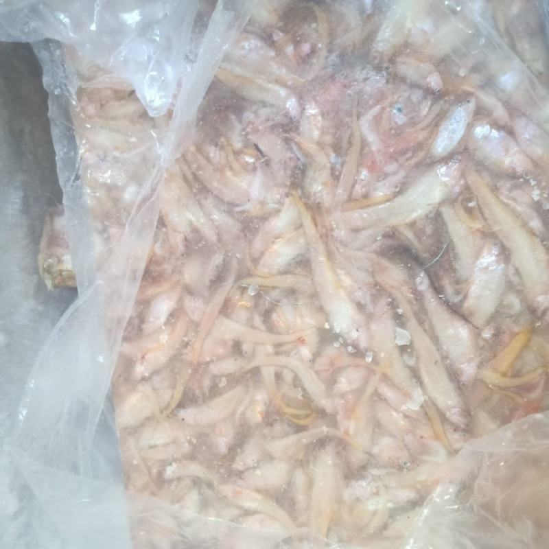 毛刀鱼，小毛刀鱼