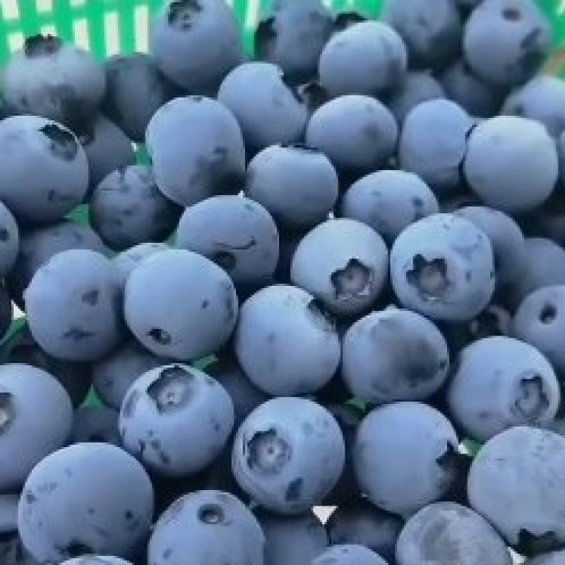 莱克西薄雾公爵云雀蓝莓大量上市质量好欢迎前来选购