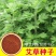 药用艾草种子食用草艾绒香艾草四季种叶艾草艾高艾叶种籽盆栽