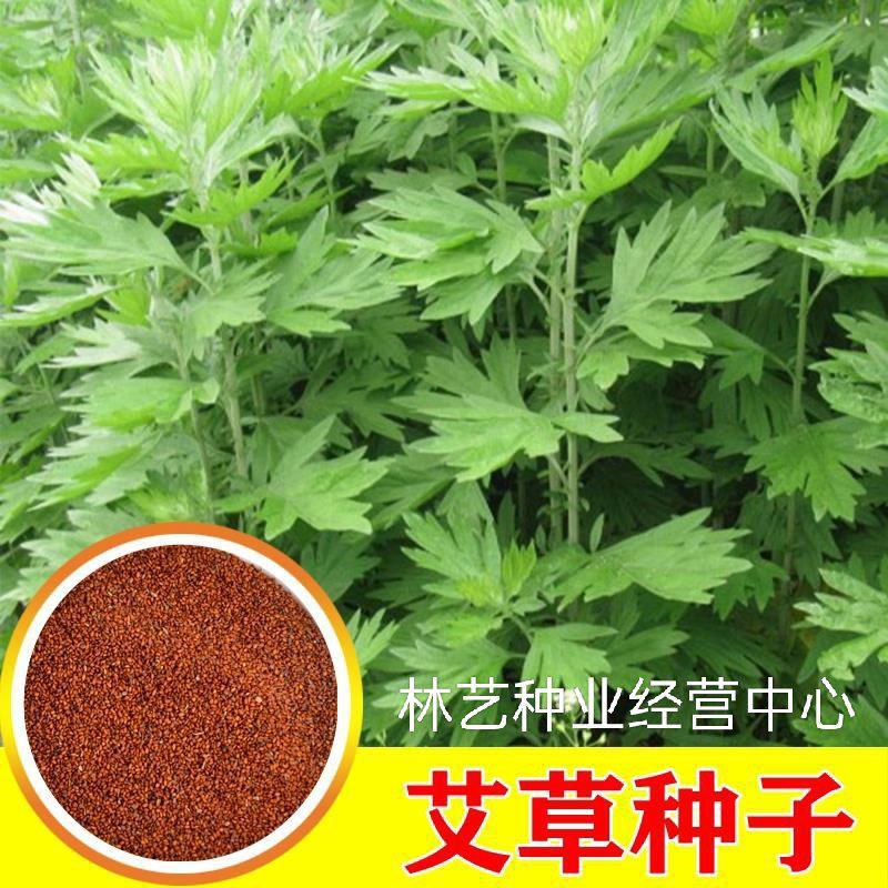 药用艾草种子食用草艾绒香艾草四季种叶艾草艾高艾叶种籽盆栽