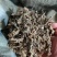 药用艾草种子食用草艾绒香艾草四季种叶艾草艾高艾叶种籽盆栽