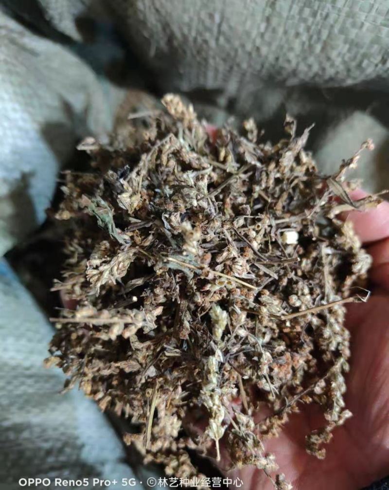 药用艾草种子食用草艾绒香艾草四季种叶艾草艾高艾叶种籽盆栽