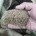 药用艾草种子食用草艾绒香艾草四季种叶艾草艾高艾叶种籽盆栽