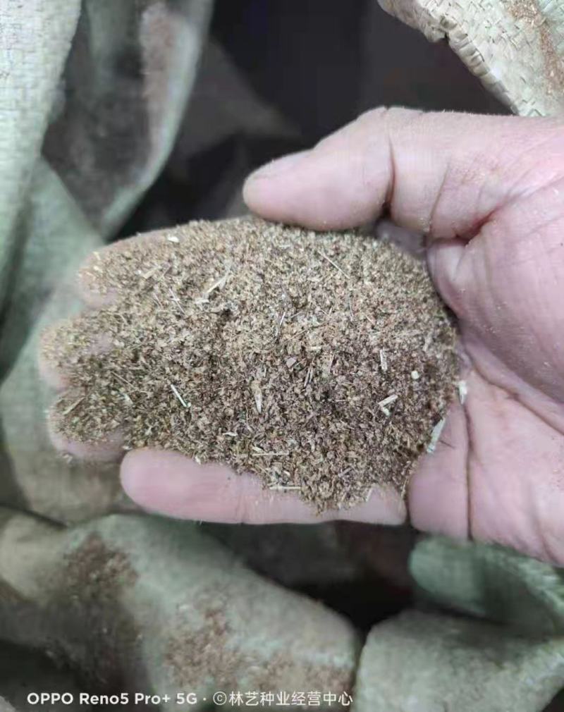 药用艾草种子食用草艾绒香艾草四季种叶艾草艾高艾叶种籽盆栽