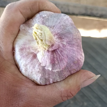 紫皮蒜混级统货干蒜聊城（产地直销）代发全国