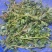 【荐】精品山东新鲜马齿苋菜产地直销一手货源质量保证
