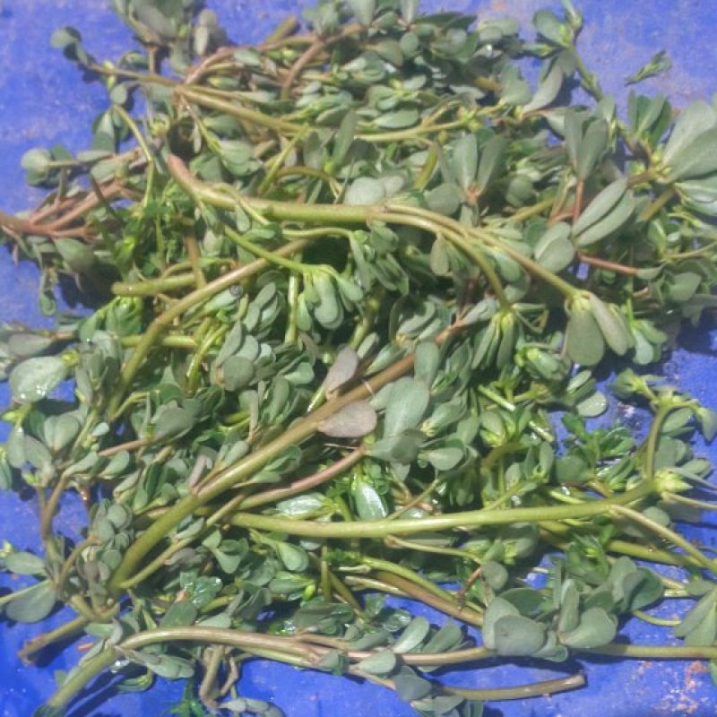【荐】精品山东新鲜马齿苋菜产地直销一手货源质量保证