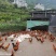 土鸡