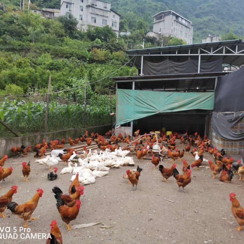 土鸡