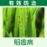 进口富士一号40%稻瘟灵水稻稻瘟病苗温叶瘟枝颈瘟病杀菌剂
