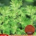 野生香艾草种子四季种植食用艾叶艾蒿五月艾斩艾种子