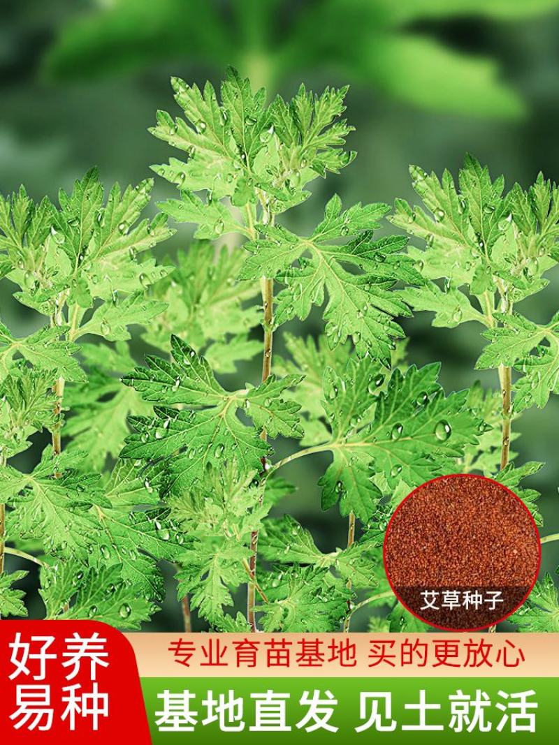 野生香艾草种子四季种植食用艾叶艾蒿五月艾斩艾种子