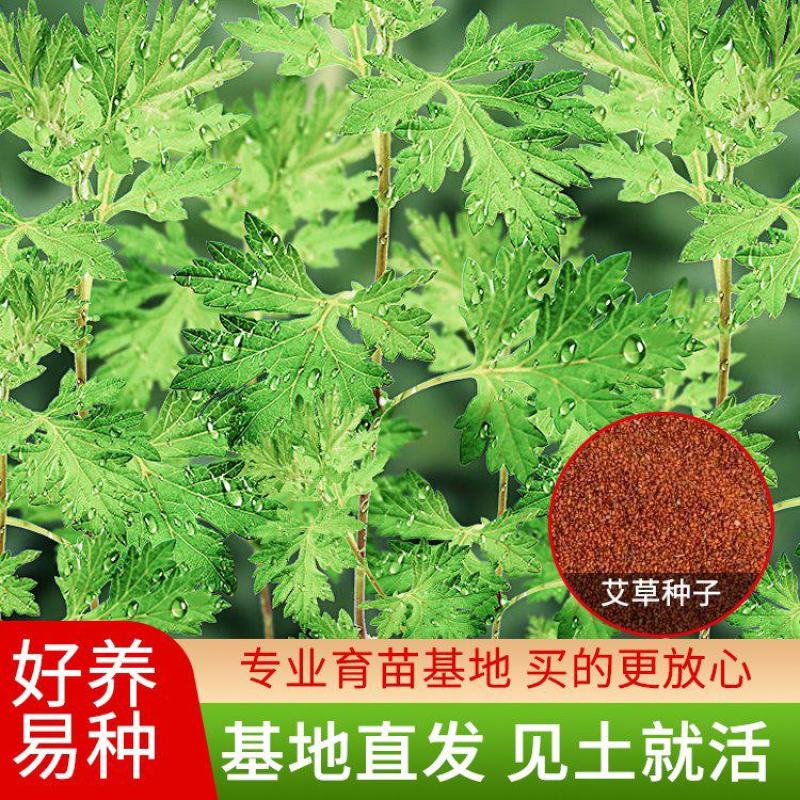 野生香艾草种子四季种植食用艾叶艾蒿五月艾斩艾种子