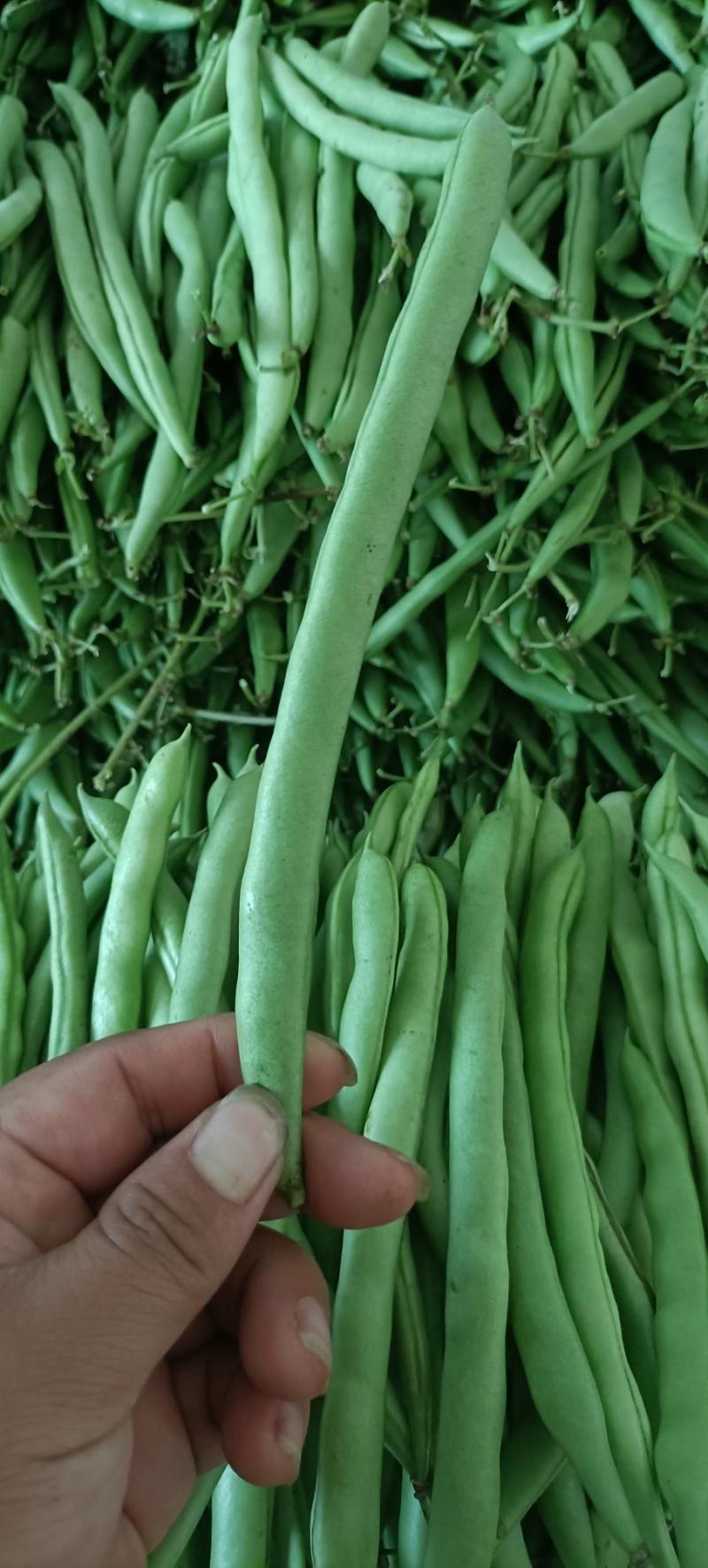 四季豆