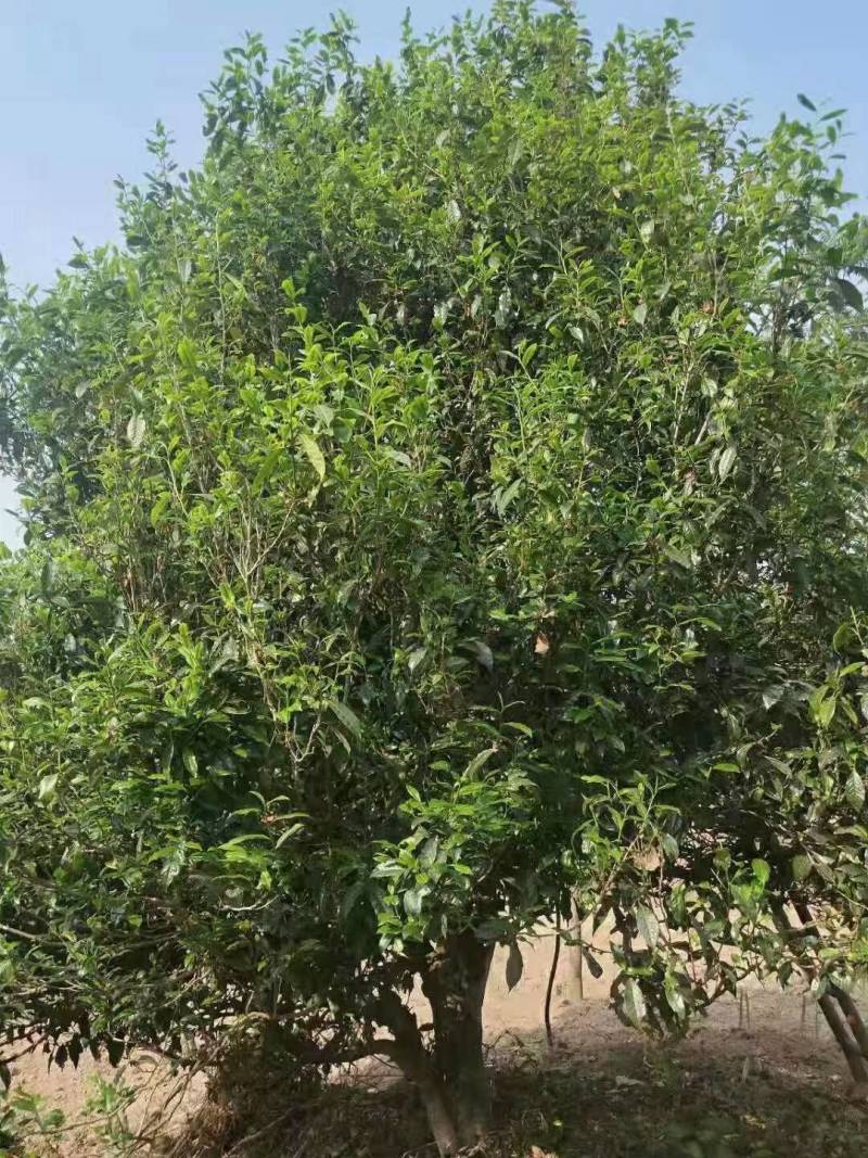 大箐王古树普洱茶云南产地直销品质上乘