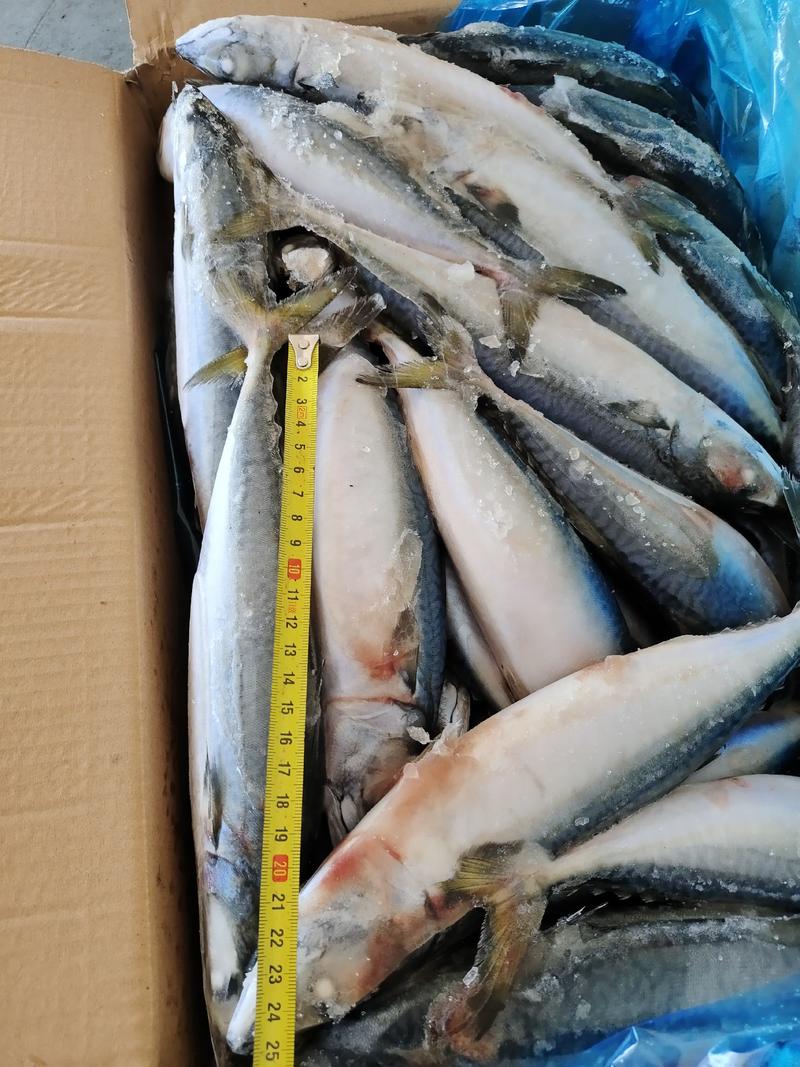 各种规格青占鱼，大量有货，灯光船冻鲐鲅鱼，青占鱼