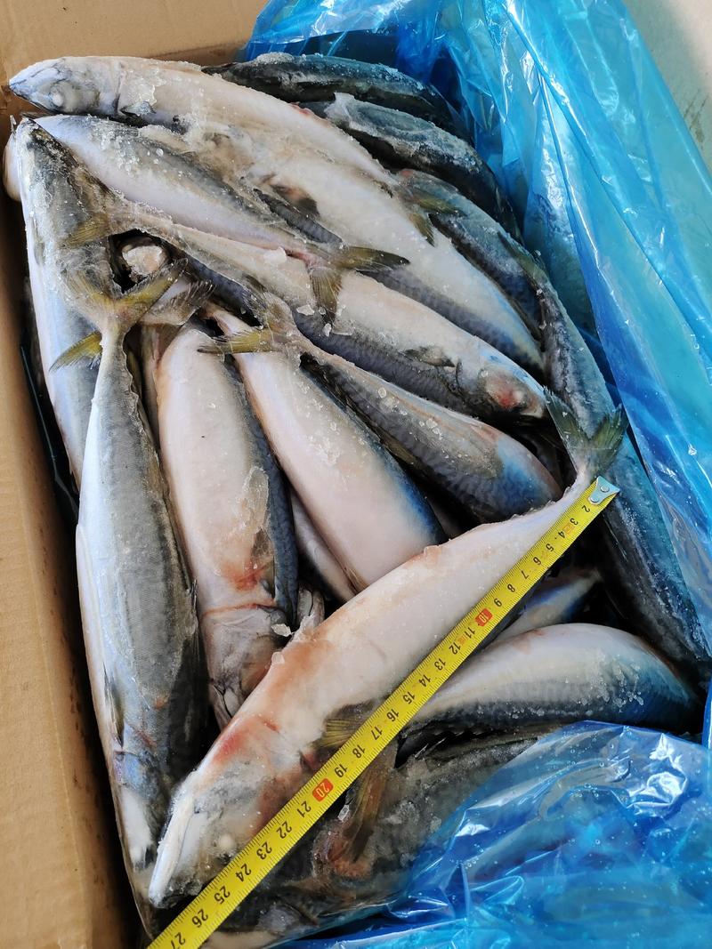 各种规格青占鱼，大量有货，灯光船冻鲐鲅鱼，青占鱼