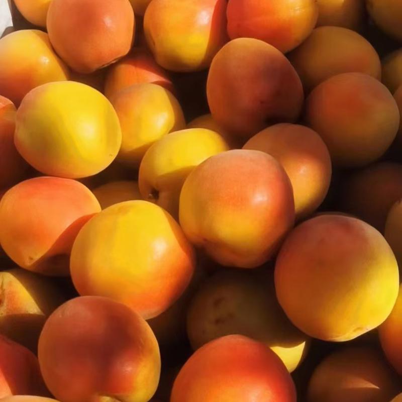 【精品】甘肃杏，秦安杏，大山深处的杏子，天水杏，全国发货