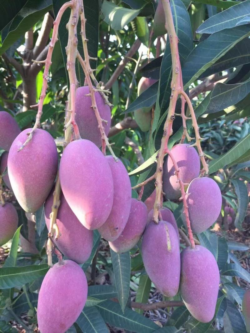 广西芒果贵妃芒正大量上市量大从优欢迎各位老板咨询对接