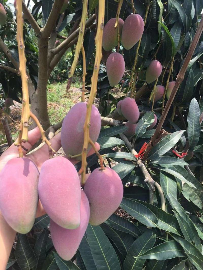 广西芒果贵妃芒正大量上市量大从优欢迎各位老板咨询对接