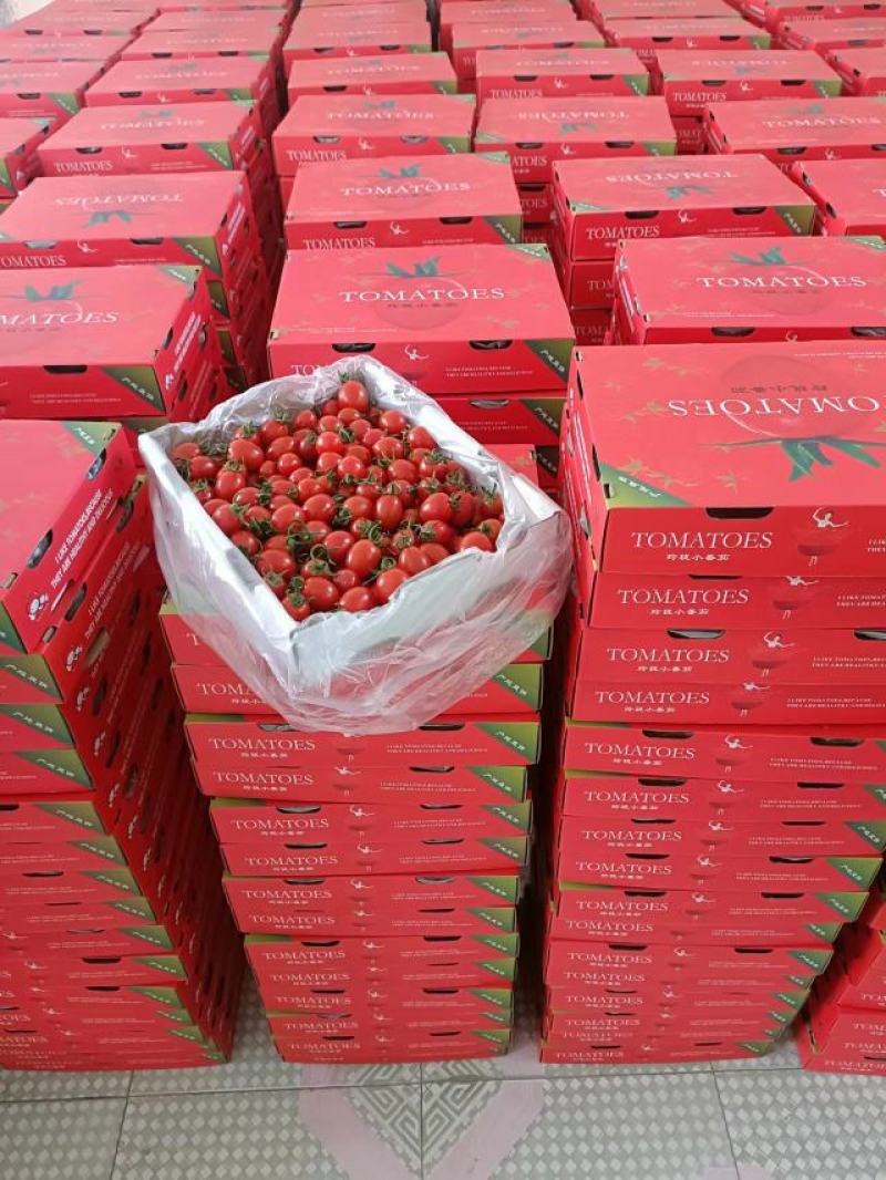 平度釜山八八玲珑小番茄常年供应