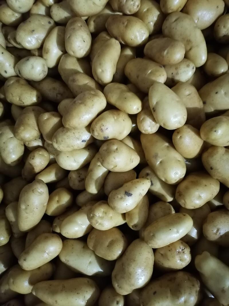 兰陵县精品土豆，黄皮黄心，产地直发，物流全国个头匀称