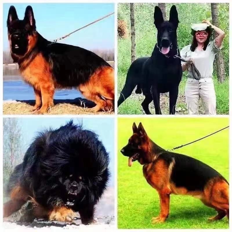 平背德牧犬弓背德国牧羊犬大型犬黑背警犬军犬狼狗看家护院