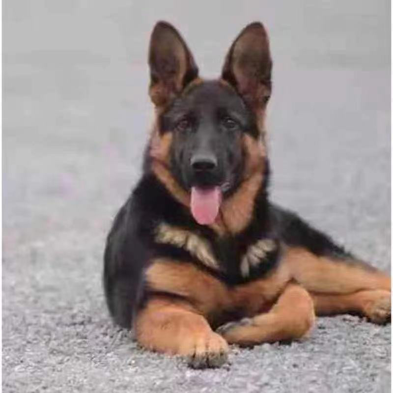平背德牧犬弓背德国牧羊犬大型犬黑背警犬军犬狼狗看家护院