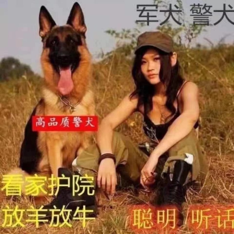 平背德牧犬弓背德国牧羊犬大型犬黑背警犬军犬狼狗看家护院