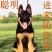 平背德牧犬弓背德国牧羊犬大型犬黑背警犬军犬狼狗看家护院