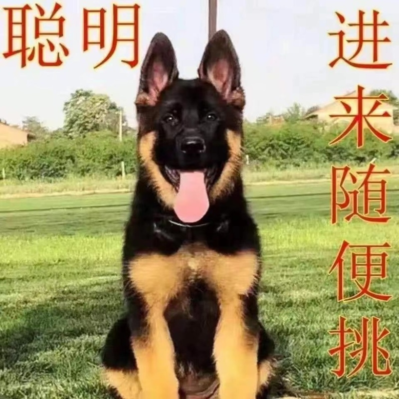平背德牧犬弓背德国牧羊犬大型犬黑背警犬军犬狼狗看家护院