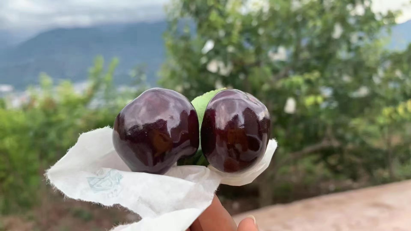 天水大樱桃，口感好质量高，现摘现发，全国发货