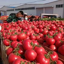 【实力商家】江苏西红柿精品硬粉西红柿大量上市货源充足