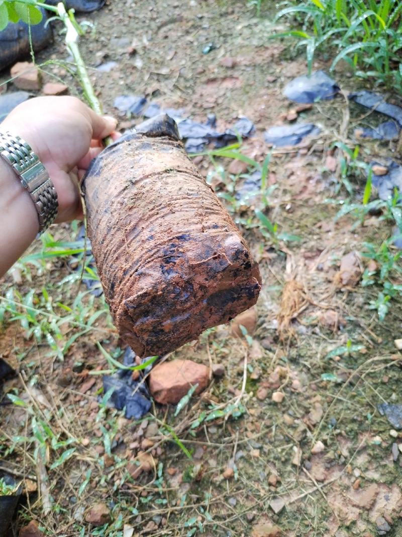 广东香水柠檬苗