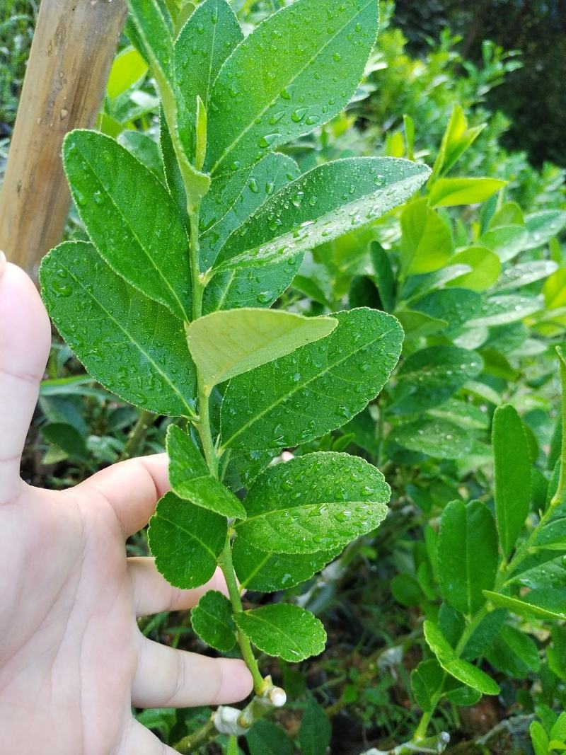 广东香水柠檬苗