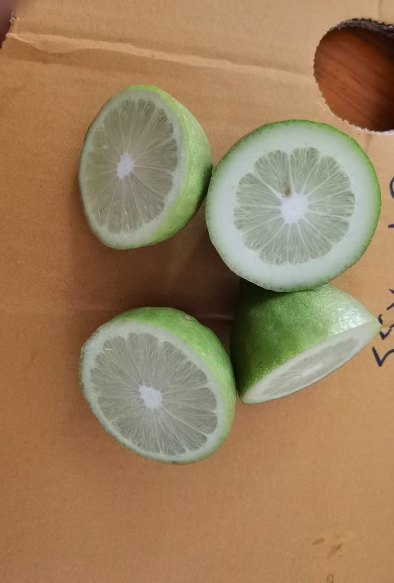 广东香水柠檬苗
